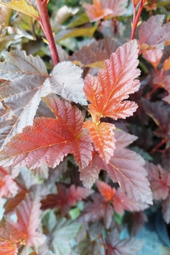 Пухироплідник калинолистий ‘Шух’|Physocarpus opulifolius ‘Schuch’|Пузыреплодник калинолистный ‘Шух’